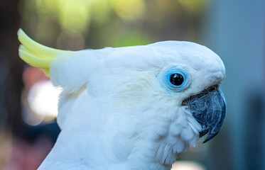 Portrait Yellow crested cockatoo a medium sized cockatoo with white plumage, bluish white bare...
