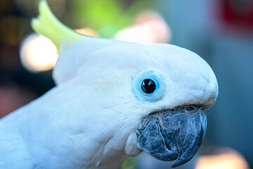 Portrait Yellow crested cockatoo a medium sized cockatoo with white plumage, bluish white bare orbital skin, grey feet, a black bill, and a retractile yellow or orange crest