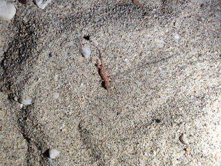 Lizard on the beach
