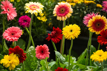 Vibrant Garden of Gerbera Daisies in Full Bloom with a Rainbow of Colors