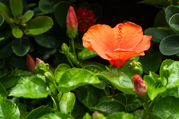 Chrysanthemum Bliss.Nature’s Colorful Bouquet