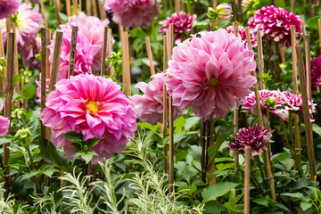 Fototapeta premium Garden of Pink Dahlias.A Serene and Beautiful Floral Display