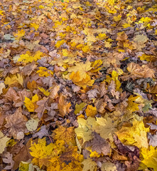  Yellow maple leaves fallen from trees on the ground in park on sunny day. High quality photo