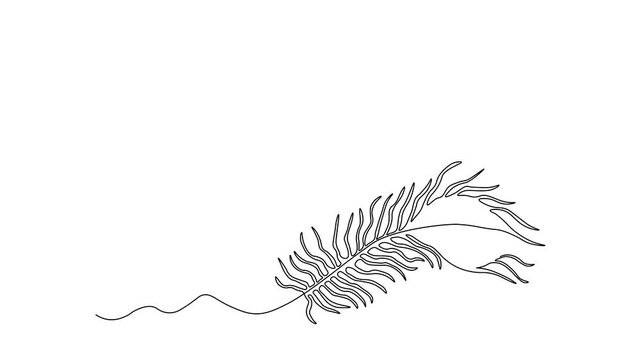Abstract peacock and its feather, Self drawing animation one continuous line draw, logo
