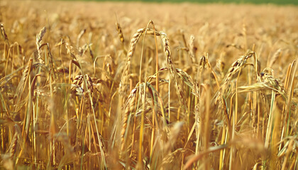golden wheat field, generative ai	