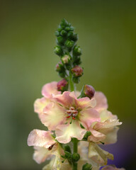 Closeup of flowerspike of Mullein (Verbascum 'Pink Petticoats') in a garden in summer