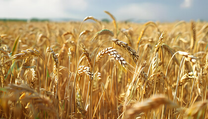 golden wheat field, generative ai	