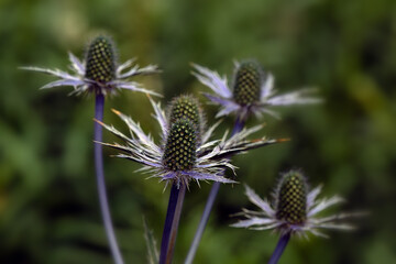 Closeup of flowers of Sea Holly (Eryngium × olivierianum 'Big Blue') 