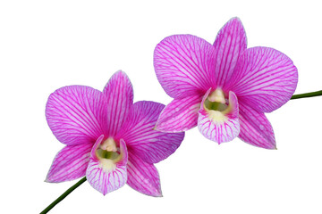 Close up of Beautiful purple or pink orchids flower bouquet with isolated on transparent background. PNG