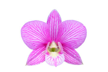 Close up of Beautiful purple or pink orchids flower bouquet with isolated on transparent background. PNG