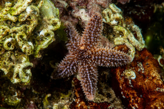 starfish - Asteriidae - Asterias rubens