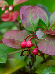 Closeup of leaves and fruit of Checkberry (Gaultheria procumbens 'Big Berry') in a garden in autumn