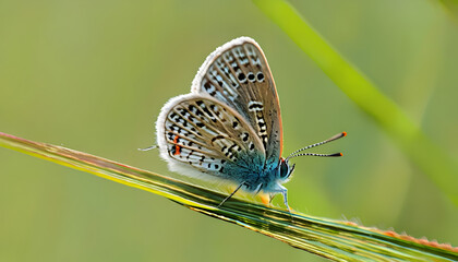 butterfly on the grass, generative ai	