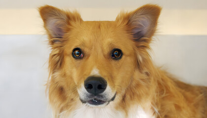 portrait of a dog, generative ai	
