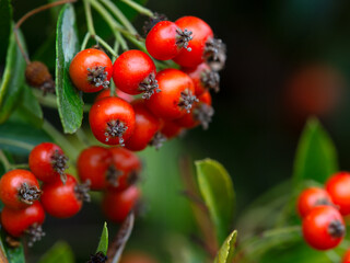 Closeup of flowers of Firethorn (Pyracantha 'Fiery Cascade') in a garden in autumn