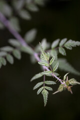 Closeup of foliage of ghost bramble (Rubus thibetanus) in a garden in autumn