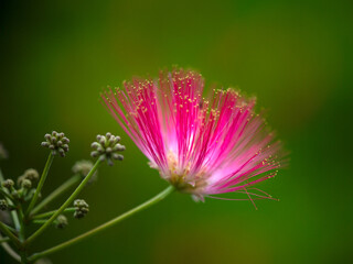 Closeup of flowers of Pink Silk Tree (Albizia julibrissin f. rosea) in a garden in late summer