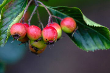 Closeup of Crataegus persimilis 'Prunifolia Splendens' in a garden in autumn