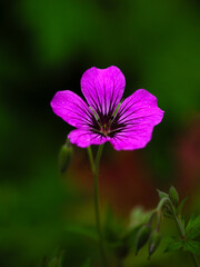 Fototapeta premium Closeup of pink Cranesbill (Geranium 'Patricia') in a garden in late summer