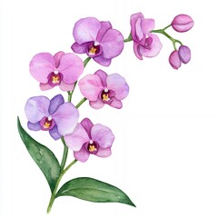 Fototapeta premium Watercolor illustration of a pink and purple orchid flower branch isolated on a white background.