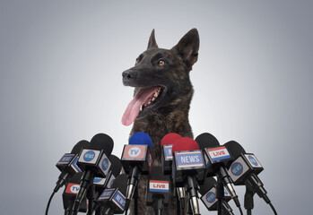 Funny dog speaking at the press conference