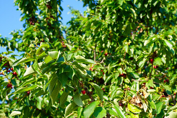 Sunlit Cherry Tree laden with Juicy Red Cherries amidst Green Foliage, Bansko, Bulgaria