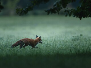 Serene view of a fox standing in a foggy forest with trees