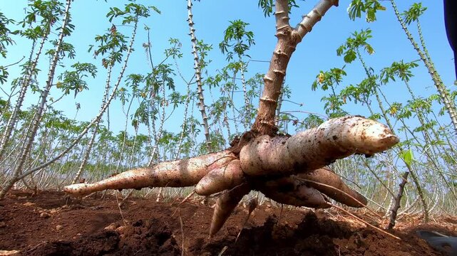 harvesting cassava, cassava dig with farmer pull, plantation cassava