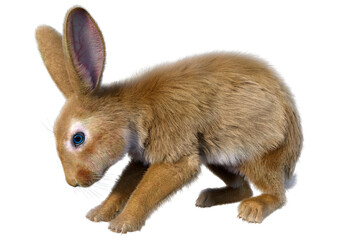 3D Rendering Continental Giant Rabbit on White