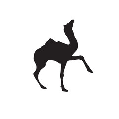 Camel vector silhouette on white background