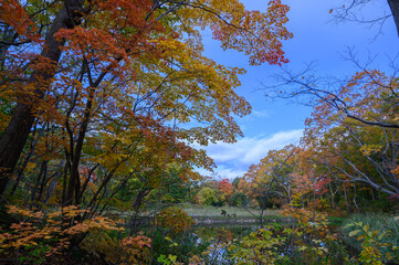 Fototapeta premium 秋の大沼と紅葉