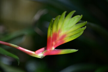 インコアナナス
