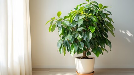 フィカスの観葉植物