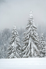 Winter atmosphere. Inside a thick snowfall. Sappada, Dolomites.