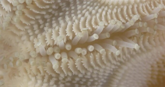 Starfish Solaster endeca under a microscope, Solasteridae family, phylum Echinodermata. Oral side (mouth). Movement of ambulacral legs is visible. White Sea