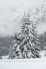 Winter atmosphere. Inside a thick snowfall. Sappada, Dolomites.