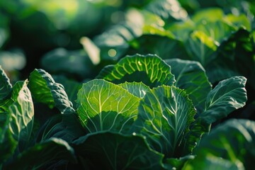 Obraz premium Close up of green leaves of a plant. The leaves are large and green, and they are arranged in a way that makes them look like they are overlapping each other. Concept of abundance and growth