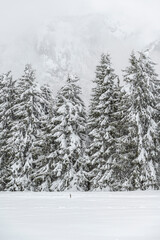 Winter atmosphere. Inside a thick snowfall. Sappada, Dolomites.