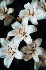 Fototapeta premium Close up of a bunch of white flowers with a black background. The flowers are arranged in a way that they are all facing the same direction, creating a sense of unity and harmony