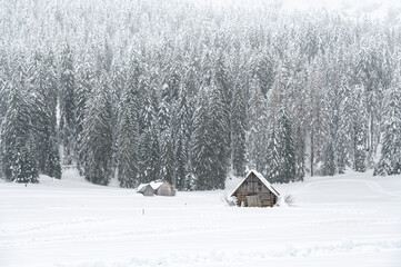 Winter atmosphere. Inside a thick snowfall. Sappada, Dolomites.