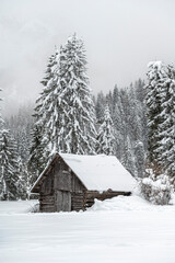 Winter atmosphere. Inside a thick snowfall. Sappada, Dolomites.