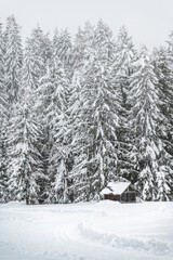 Winter atmosphere. Inside a thick snowfall. Sappada, Dolomites.