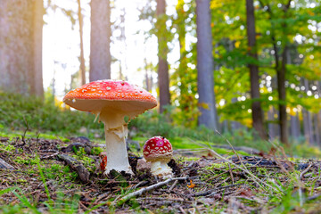 Fly agaric mushroom - in autumn forest.