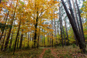 A trail in a colorful autumn forest.