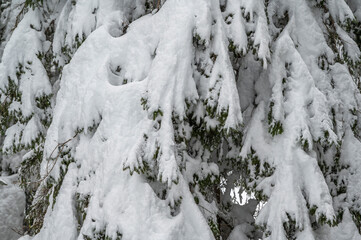 Winter atmosphere. Inside a thick snowfall. Sappada, Dolomites.