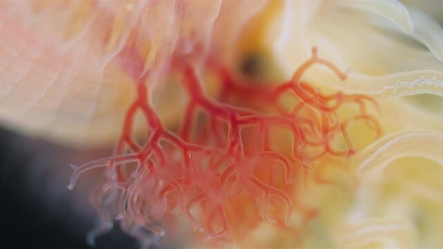 Worm Polychaeta Neoamphitrite figulus, family Terebellidae under a microscope, phylum Annelida. The video shows the gills. White Sea