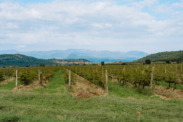 Fototapeta premium Vineyard in Summer, L'Empordà, Figueres, Girona, Catalonia, Spain