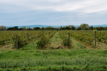 Fototapeta premium Vineyard in Summer, L'Empordà, Figueres, Girona, Catalonia, Spain