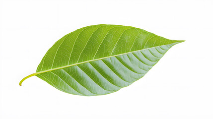 Obraz premium macro shot of vibrant green leaf showcasing intricate veins and texture