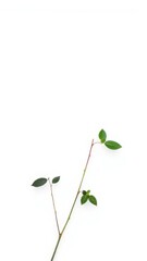 Minimalist green plant branch with leaves on a white background, simple botanical design